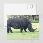 Grazing Briefkaart van de Rijn (Voorkant / Achterkant)