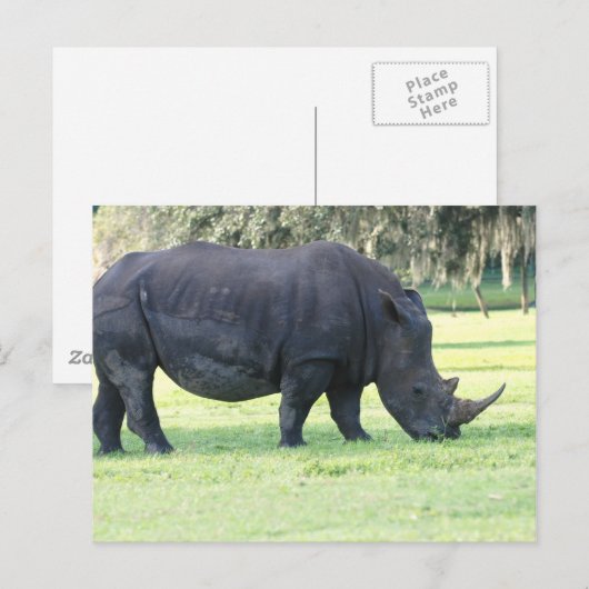 Grazing Briefkaart van de Rijn (Voorkant / Achterkant)