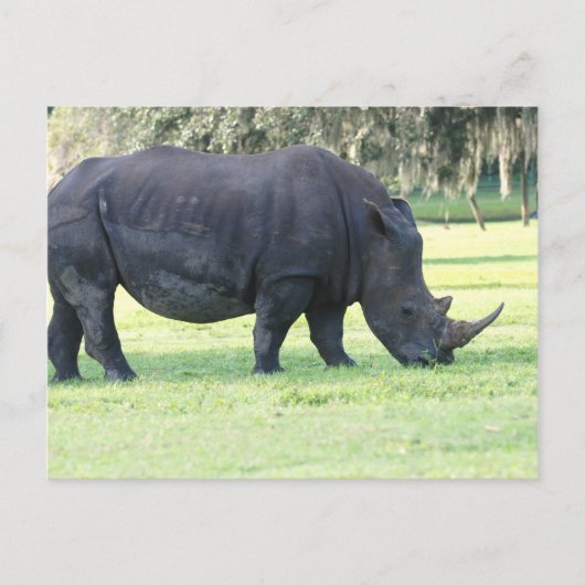 Grazing Briefkaart van de Rijn (Voorkant)