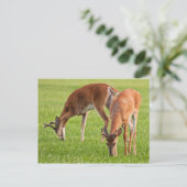 Grazing Bucks Briefkaart (Staand voorkant)