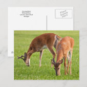 Grazing Bucks Briefkaart (Voorkant / Achterkant)