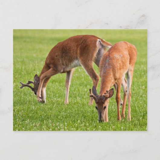 Grazing Bucks Briefkaart (Voorkant)