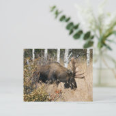 Grazing Bull Moose Briefkaart (Staand voorkant)