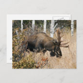 Grazing Bull Moose Briefkaart (Voorkant / Achterkant)