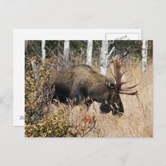 Grazing Bull Moose Briefkaart (Voorkant / Achterkant)