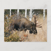 Grazing Bull Moose Briefkaart (Voorkant)