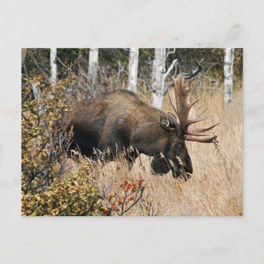 Grazing Bull Moose Briefkaart (Voorkant)