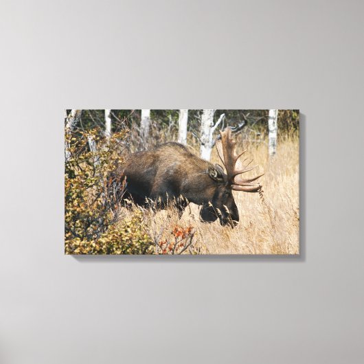 Grazing Bull Moose Canvas Afdruk (Voorkant)
