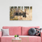 Grazing Bull Moose Canvas Afdruk (Insitu (Woonkamer))
