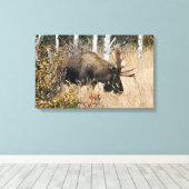 Grazing Bull Moose Canvas Afdruk (Insitu (Houten vloer))
