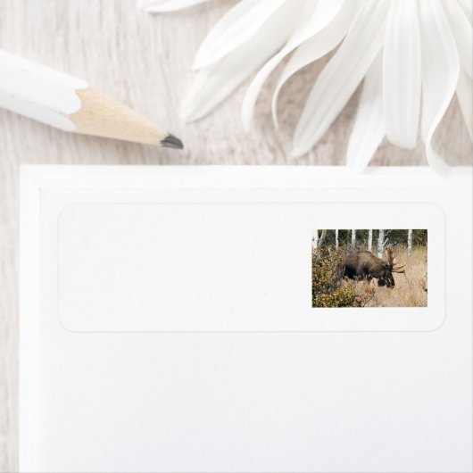 Grazing Bull Moose Etiket (Insitu)