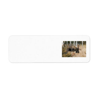 Grazing Bull Moose Etiket