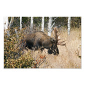 Grazing Bull Moose Foto Afdruk (Voorkant)