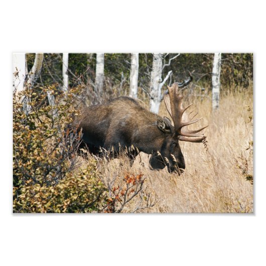 Grazing Bull Moose Foto Afdruk (Voorkant)