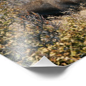 Grazing Bull Moose Foto Afdruk (Hoek)