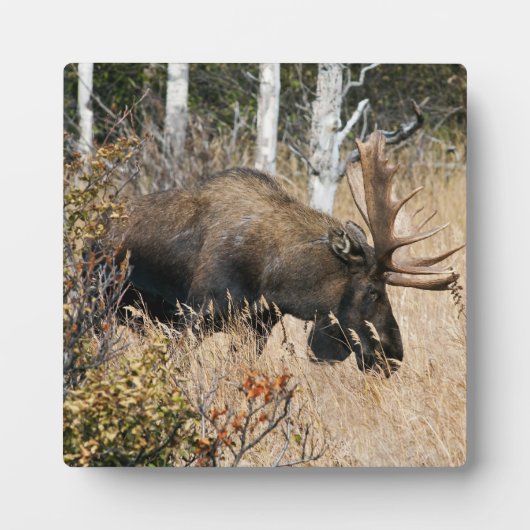 Grazing Bull Moose Fotoplaat (Voorkant)