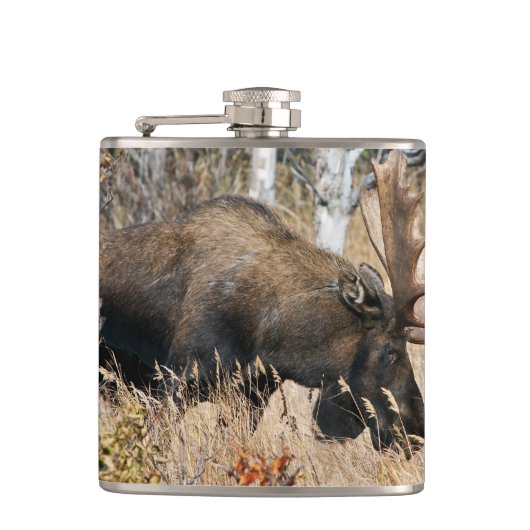 Grazing Bull Moose Heupfles (Voorkant)