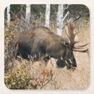 Grazing Bull Moose Kartonnen Onderzetters