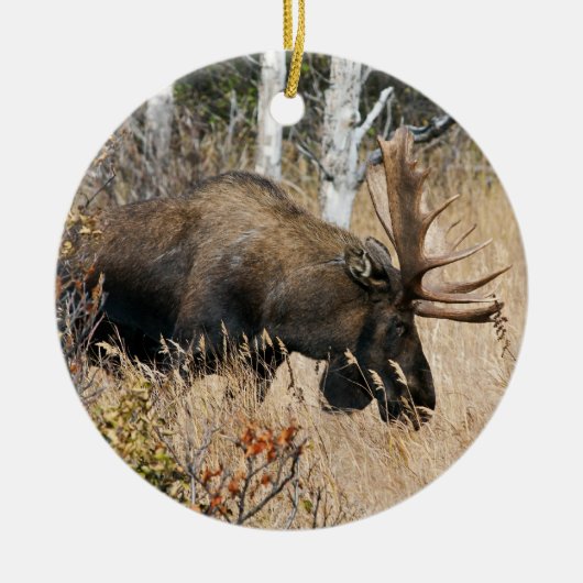 Grazing Bull Moose Keramisch Ornament (Voorkant)