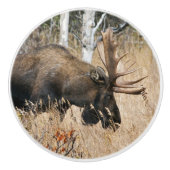 Grazing Bull Moose Keramische Knop (Voorkant)