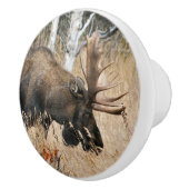 Grazing Bull Moose Keramische Knop (Rechts)