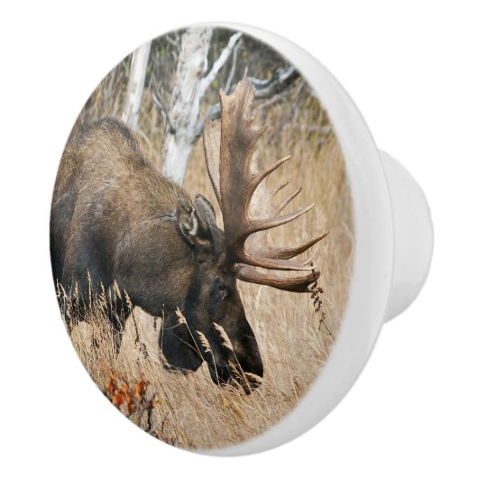 Grazing Bull Moose Keramische Knop (Rechts)
