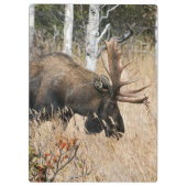Grazing Bull Moose Klembord (Achterkant)