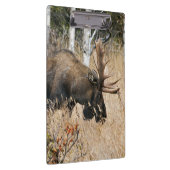 Grazing Bull Moose Klembord (Rechts)
