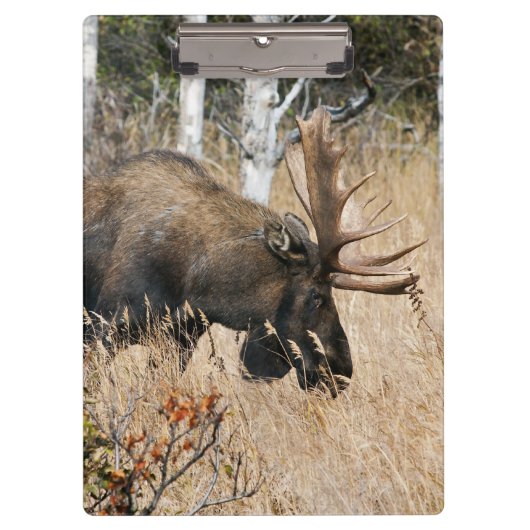 Grazing Bull Moose Klembord (Voorkant)