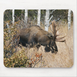 Grazing Bull Moose Muismat
