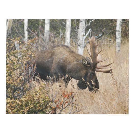 Grazing Bull Moose Notitieblok (Voorkant)