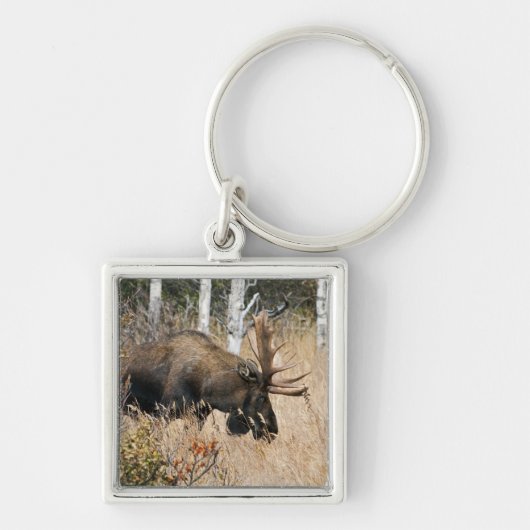 Grazing Bull Moose Sleutelhanger (Voorkant)