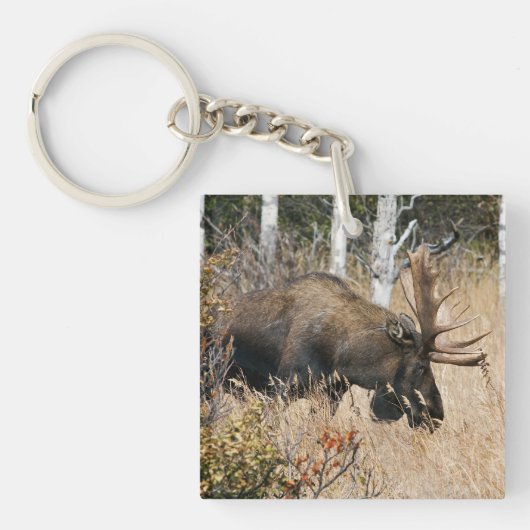 Grazing Bull Moose Sleutelhanger (voorkant)