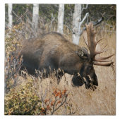 Grazing Bull Moose Tegeltje (Voorkant)