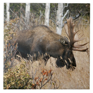 Grazing Bull Moose Tegeltje