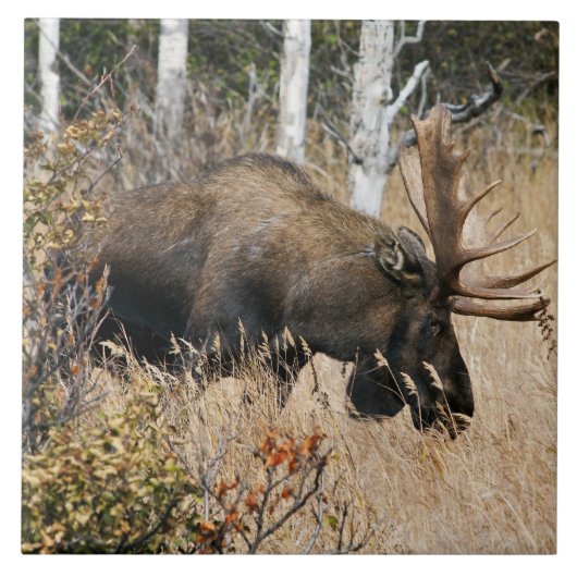 Grazing Bull Moose Tegeltje (Voorkant)