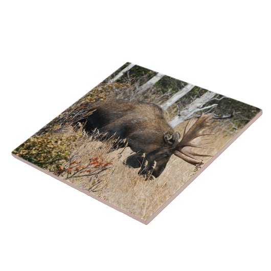 Grazing Bull Moose Tegeltje (Zijkant)