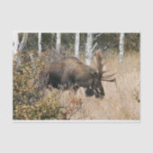 Grazing Bull Moose Tissuepapier (Voorkant)