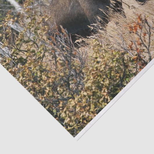 Grazing Bull Moose Tissuepapier (Detail)