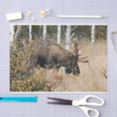 Grazing Bull Moose Tissuepapier (Craft)