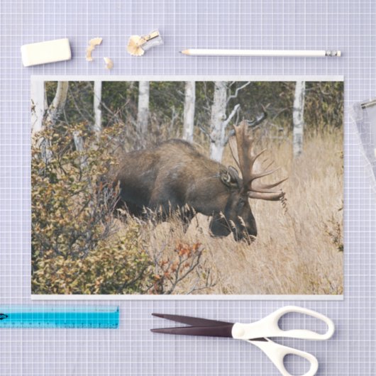 Grazing Bull Moose Tissuepapier (Craft)