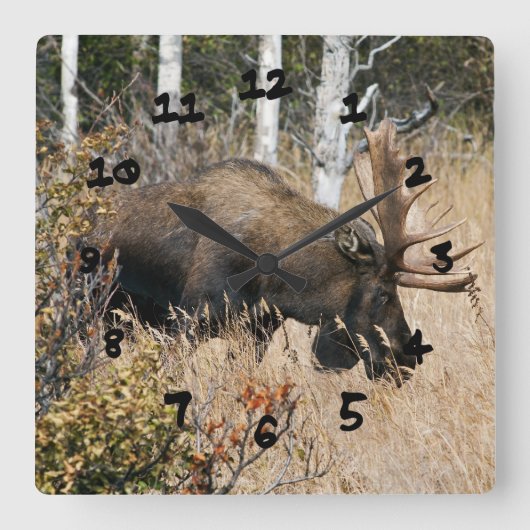 Grazing Bull Moose Vierkante Klok (Voorkant)