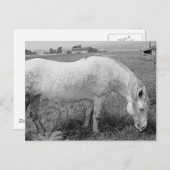 Grazing Dapped Gray Briefkaart (Voorkant / Achterkant)