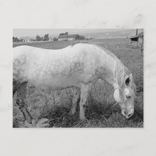 Grazing Dapped Gray Briefkaart (Voorkant)