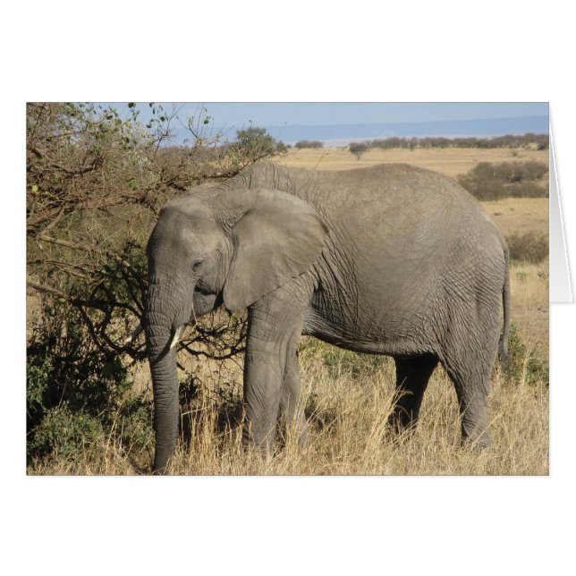 Grazing Elephant (Voorkant Horizontaal)