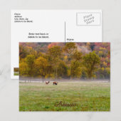 Grazing Elk Couple Briefkaart (Voorkant / Achterkant)