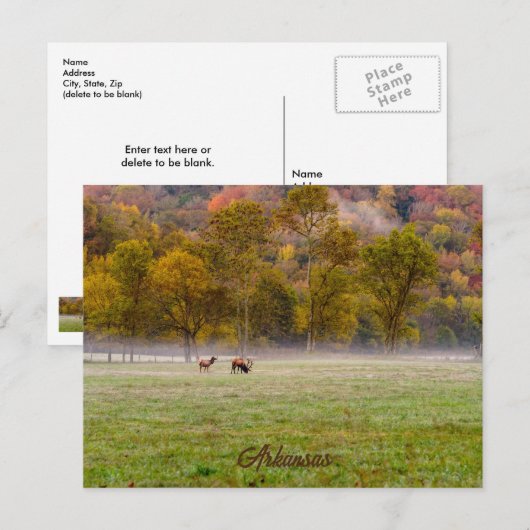 Grazing Elk Couple Briefkaart (Voorkant / Achterkant)