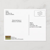 Grazing Elk Couple Briefkaart (Achterkant)