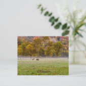 Grazing Elk Couple Briefkaart (Staand voorkant)
