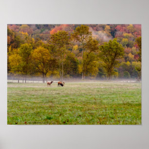 Grazing Elk Koppel Poster